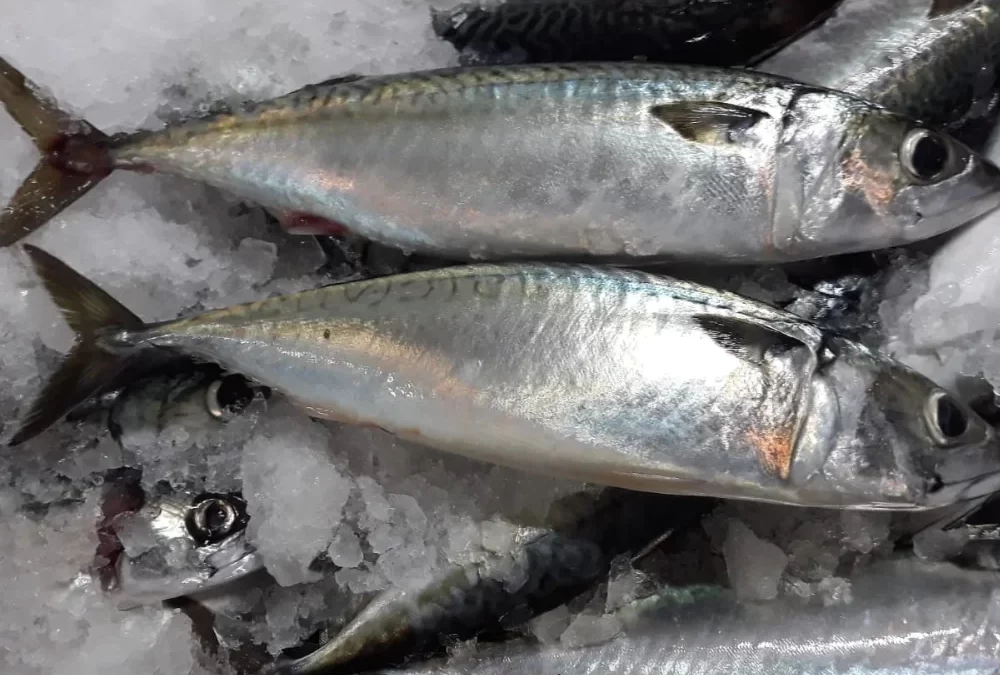 Mackerel Fish and Its Health Benefits